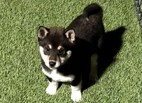 Six Pak, a male Shiba Inu for sale in Tucson, AZ – 1 of 1