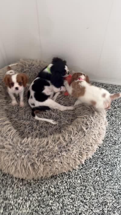 Lincoln, a male Cavalier King Charles Spaniel for sale in Tucson, AZ – 7 of 7