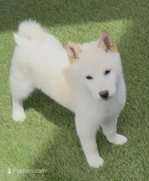 Fantom – Shiba Inu puppy for sale in Tucson, AZ