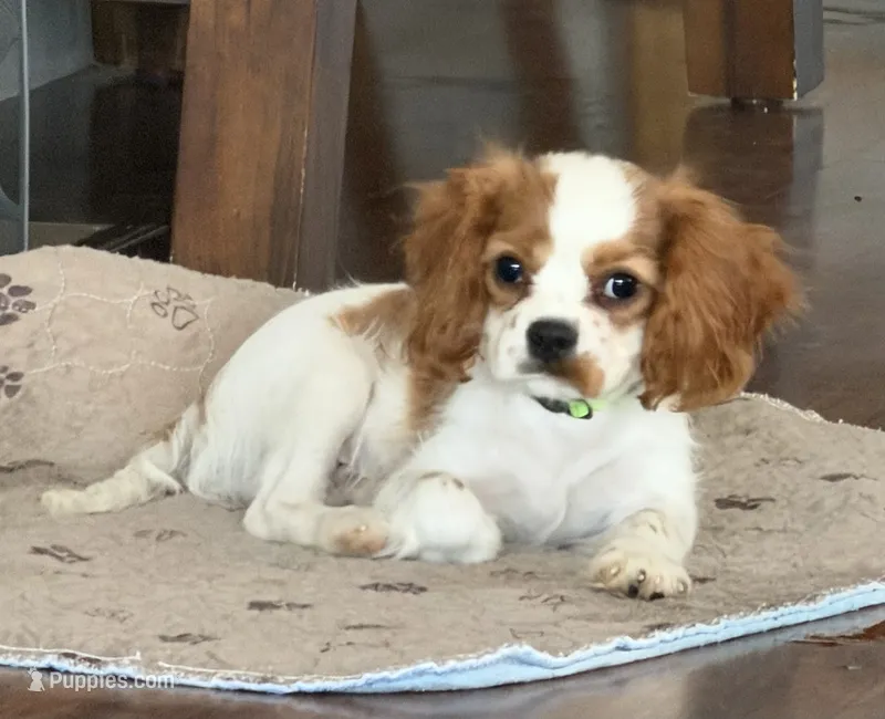 Lincoln – Cavalier King Charles Spaniel puppy for sale in Tucson, AZ