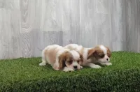 Lincoln, a male Cavalier King Charles Spaniel for sale in Tucson, AZ – 2 of 2