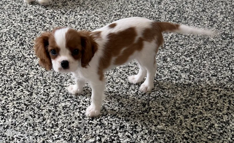 Tucker – Cavalier King Charles Spaniel puppy for sale in Tucson, AZ
