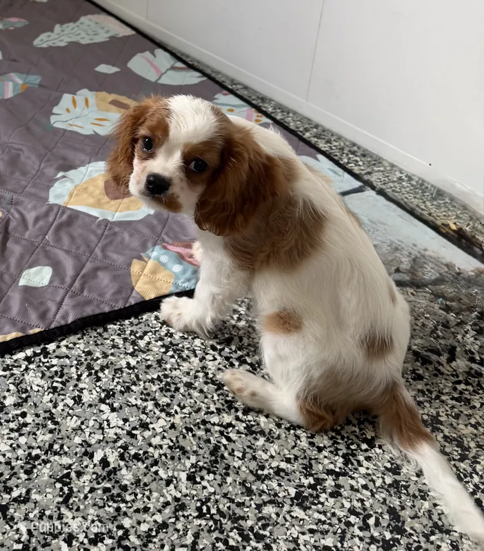 Lincoln – Cavalier King Charles Spaniel puppy for sale in Tucson, AZ