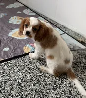 Lincoln, a male Cavalier King Charles Spaniel for sale in Tucson, AZ – 3 of 7