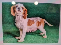 Hally, a female Cavapoo for sale in Tucson, AZ – 7 of 8