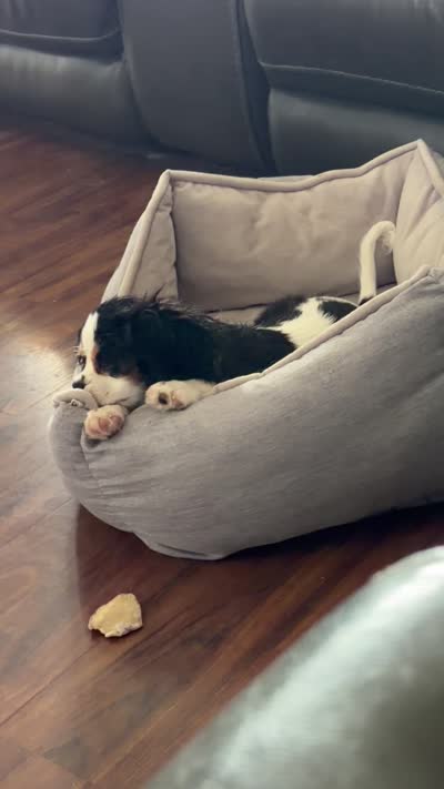 Tiger, a male Cavalier King Charles Spaniel for sale in Tucson, AZ – 9 of 9