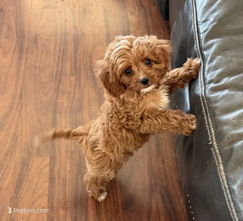 Hally – Cavapoo puppy for sale in Tucson, AZ