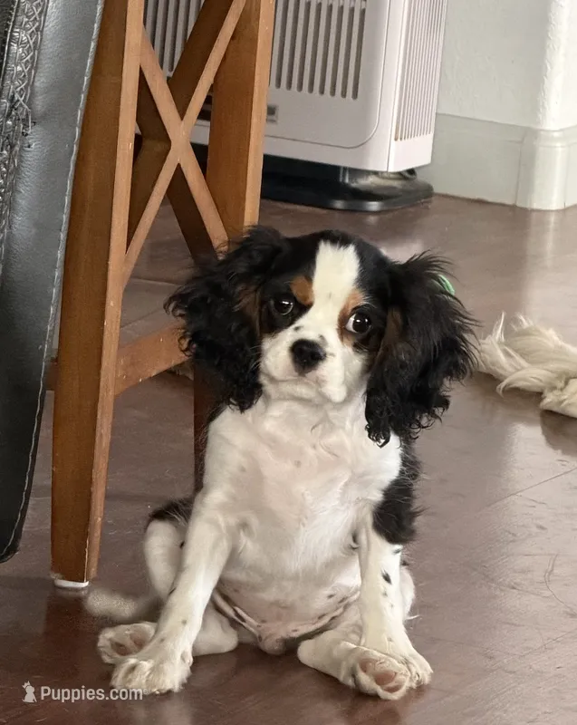 Tiger – Cavalier King Charles Spaniel puppy for sale in Tucson, AZ