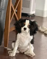 Tiger, a male Cavalier King Charles Spaniel for sale in Tucson, AZ – 3 of 9