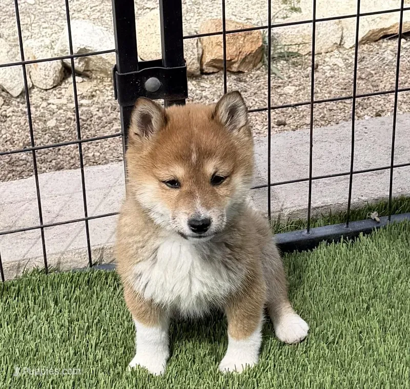 Flint – Shiba Inu puppy for sale in Tucson, AZ