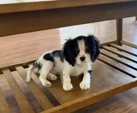 Buddy, a male Cavalier King Charles Spaniel for sale in Tucson, AZ – 5 of 6
