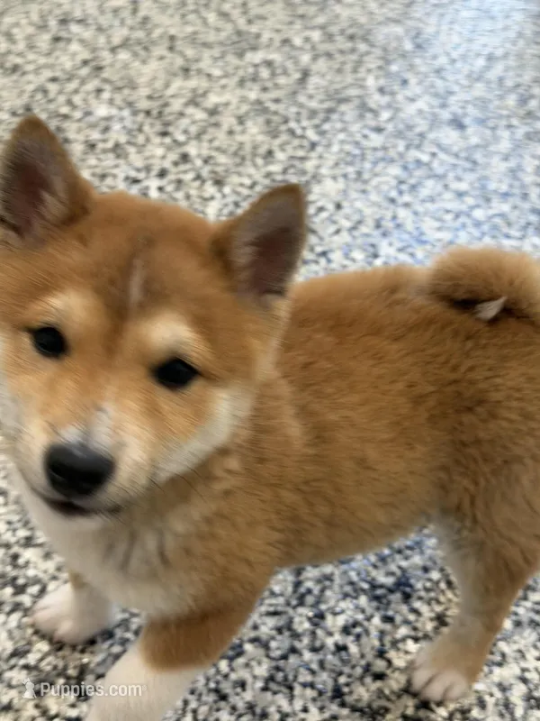Flynt – Shiba Inu puppy for sale in Tucson, AZ