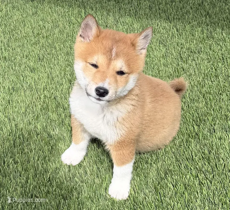 Flynt – Shiba Inu puppy for sale in Tucson, AZ