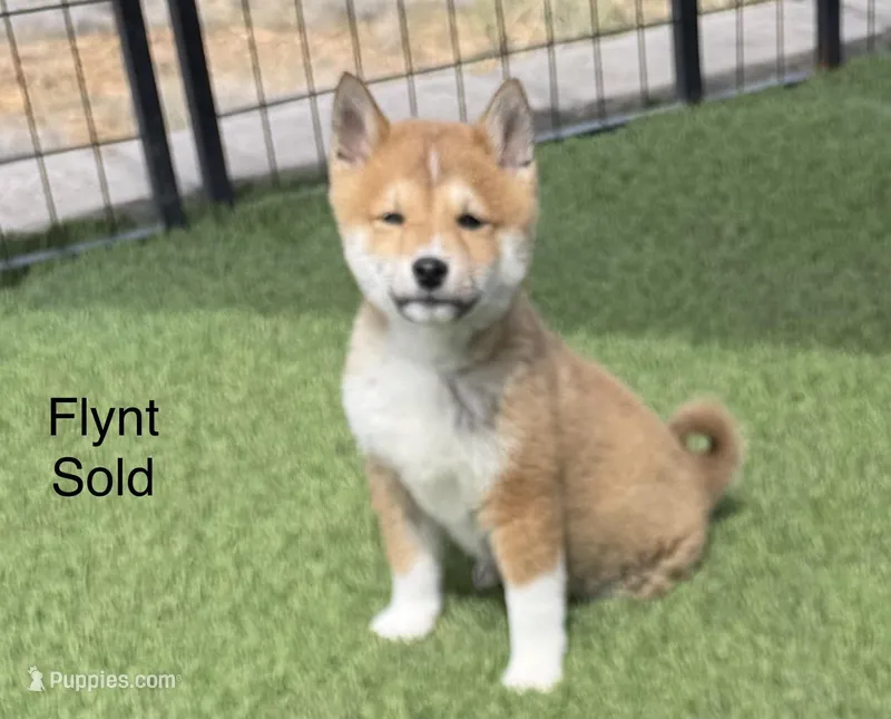 Flynt – Shiba Inu puppy for sale in Tucson, AZ