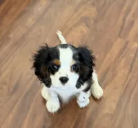 Buddy, a male Cavalier King Charles Spaniel for sale in Tucson, AZ – 2 of 6