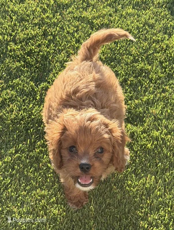 Hally – Cavapoo puppy for sale in Tucson, AZ