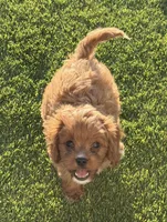 Hally, a female Cavapoo for sale in Tucson, AZ – 1 of 5