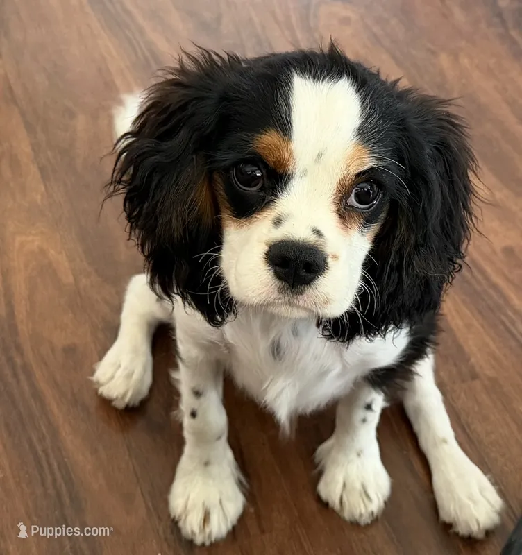 Tiger – Cavalier King Charles Spaniel puppy for sale in Tucson, AZ