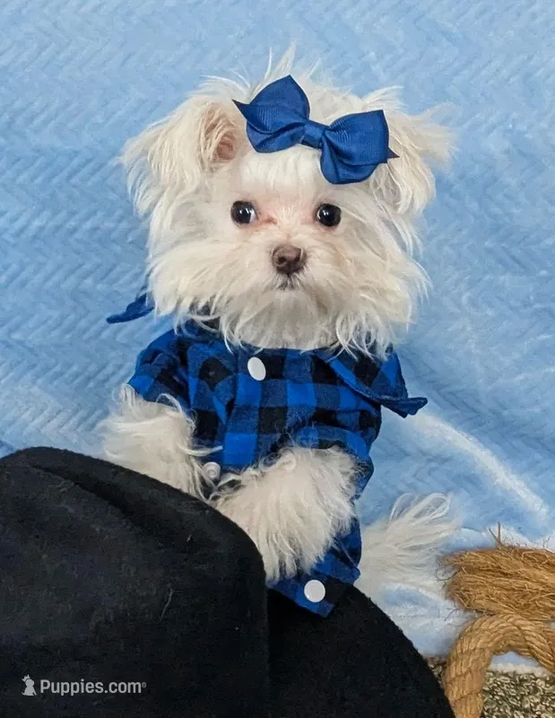 Jiffy – Maltese puppy for sale in Tucson, AZ