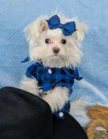 Jiffy, a male Maltese for sale in Tucson, AZ – Photo 1 of 3