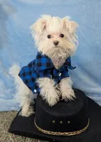 Jiffy, a male Maltese for sale in Tucson, AZ – Photo 2 of 3