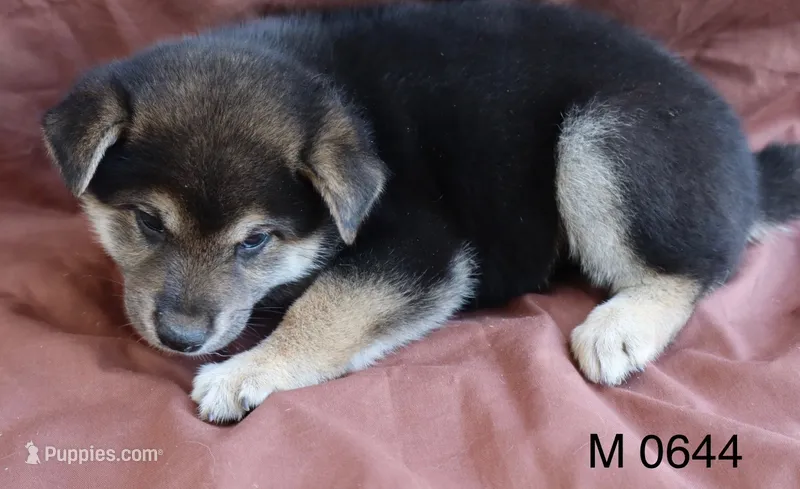 Scout – Shiba Inu puppy for sale in Tucson, AZ