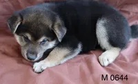 Scout, a male Shiba Inu for sale in Tucson, AZ – 1 of 2
