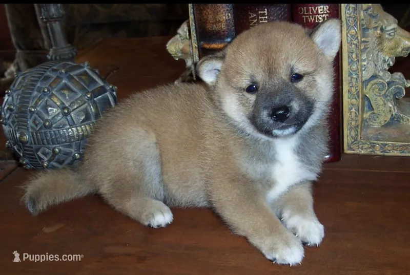 Fenix – Shiba Inu puppy for sale in Tucson, AZ
