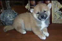 Fenix, a male Shiba Inu for sale in Tucson, AZ – 1 of 3