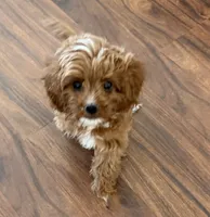 Hally, a female Cavapoo for sale in Tucson, AZ – 4 of 8