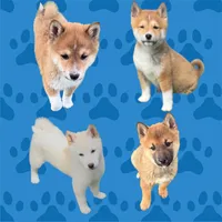 Fox, a male Shiba Inu for sale in Tucson, AZ – Photo 2 of 8