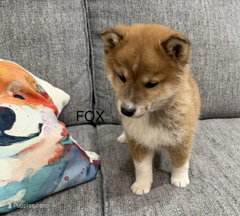 Fox