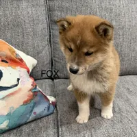 Fox, a male Shiba Inu for sale in Tucson, AZ – Photo 8 of 8