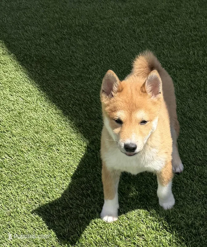 Fox – Shiba Inu puppy for sale in Tucson, AZ