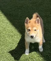 Fox, a male Shiba Inu for sale in Tucson, AZ – 7 of 7