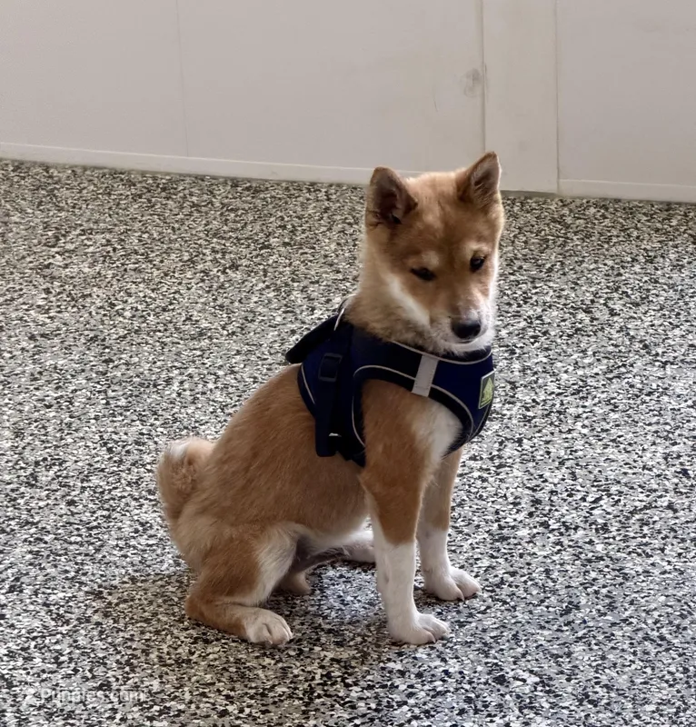 Fox – Shiba Inu puppy for sale in Tucson, AZ
