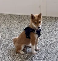 Fox, a male Shiba Inu for sale in Tucson, AZ – 1 of 7