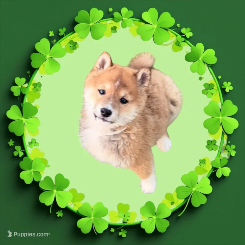 Fox – Shiba Inu puppy for sale in Tucson, AZ