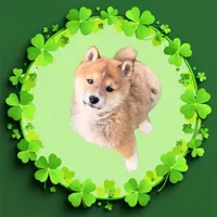 Fox, a male Shiba Inu for sale in Tucson, AZ – Photo 3 of 8