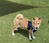 Fox, a male Shiba Inu for sale in Tucson, AZ – 2 of 7