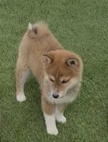 Fox, a male Shiba Inu for sale in Tucson, AZ – Photo 6 of 8