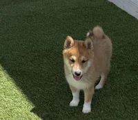 Fox, a male Shiba Inu for sale in Tucson, AZ – 3 of 7