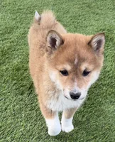 Fox, a male Shiba Inu for sale in Tucson, AZ – Photo 4 of 8