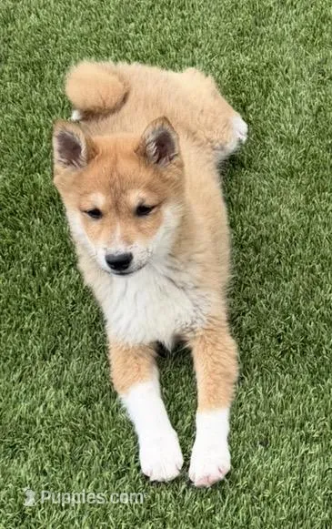 Fox – Shiba Inu puppy for sale in Tucson, AZ