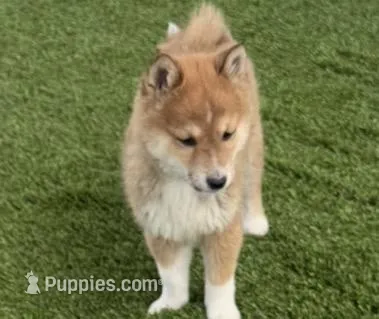 Fox – Shiba Inu puppy for sale in Tucson, AZ