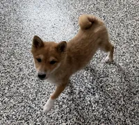 Fox, a male Shiba Inu for sale in Tucson, AZ – 5 of 7