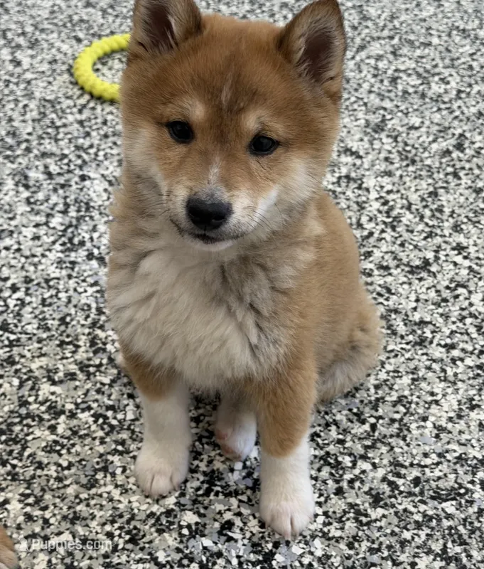 Fox – Shiba Inu puppy for sale in Tucson, AZ