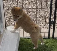 Fox, a male Shiba Inu for sale in Tucson, AZ – Photo 5 of 8