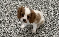 Lincoln, a male Cavalier King Charles Spaniel for sale in Tucson, AZ – 2 of 7