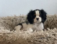Buddy, a male Cavalier King Charles Spaniel for sale in Tucson, AZ – 3 of 6